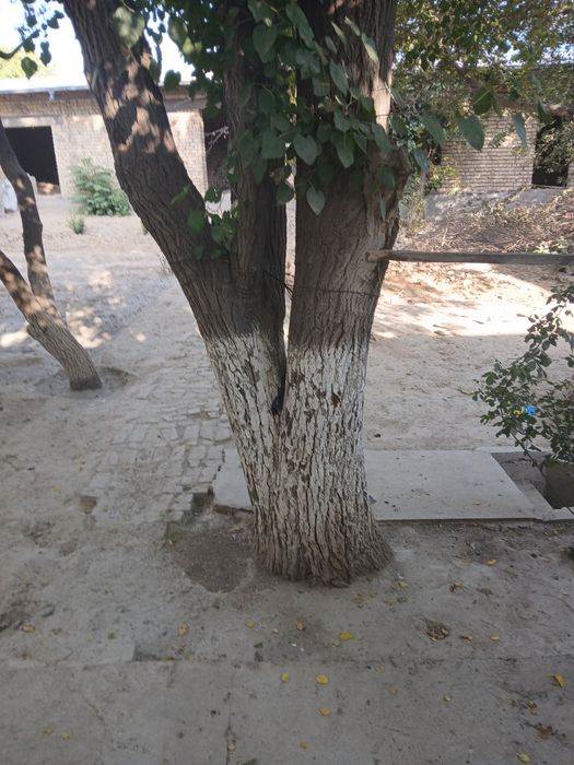 Тут дарахт котта