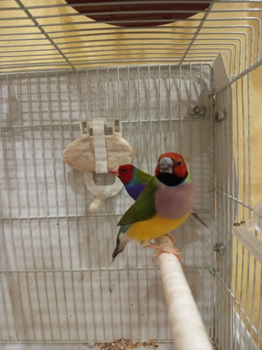 Vând Gould Amandine