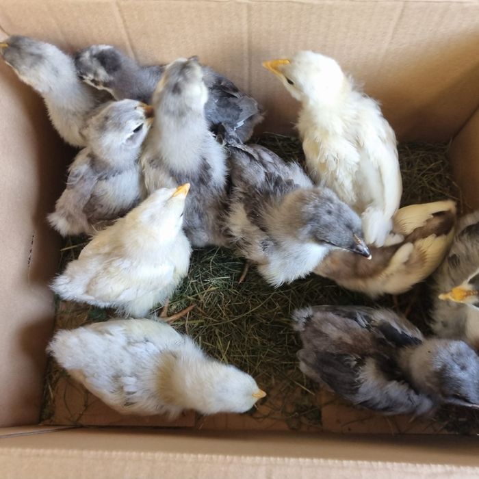 Pui de găină australorp