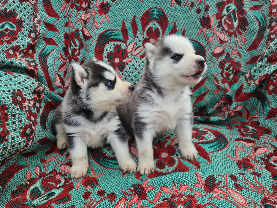 Продам щенков сибирской хаски.