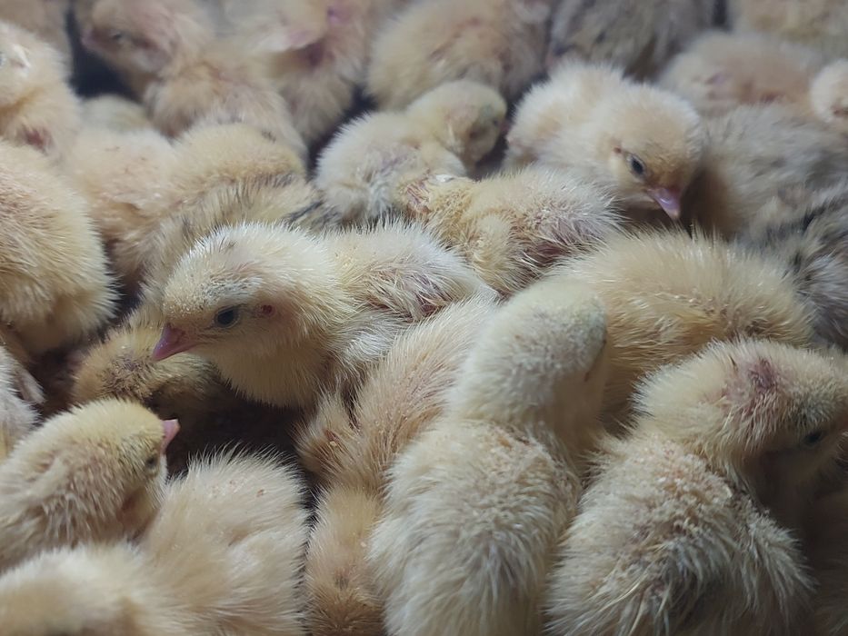 Инкубационные яйца Адлер серебристый