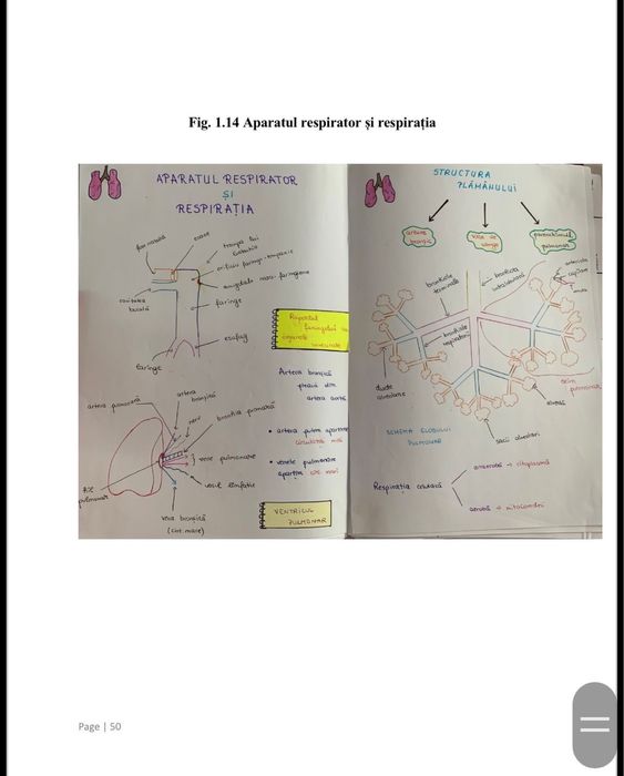 Licenta AMG 2023 îngrijirea pacientului cu tuberculoză pulmonară