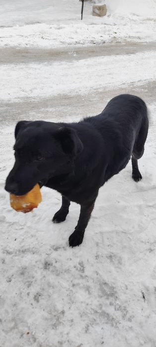 Собака большая, пёс, мальчик