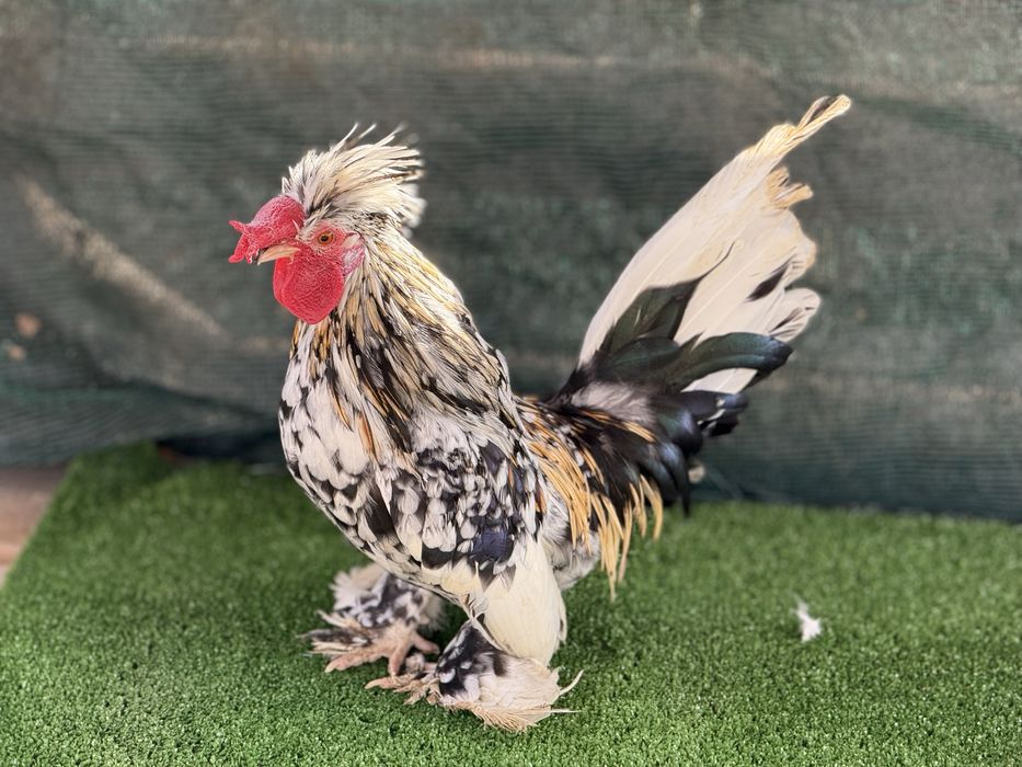 Продавам Бреговски джинки от снимките