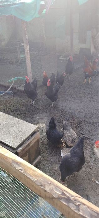 Молодые куры несушки, петухи, гуси