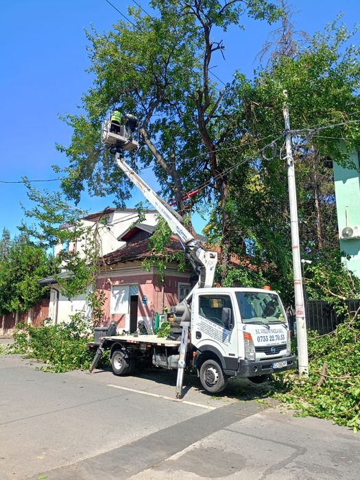 Taiere toaletare copaci cu alpinisti oferim mentenanță