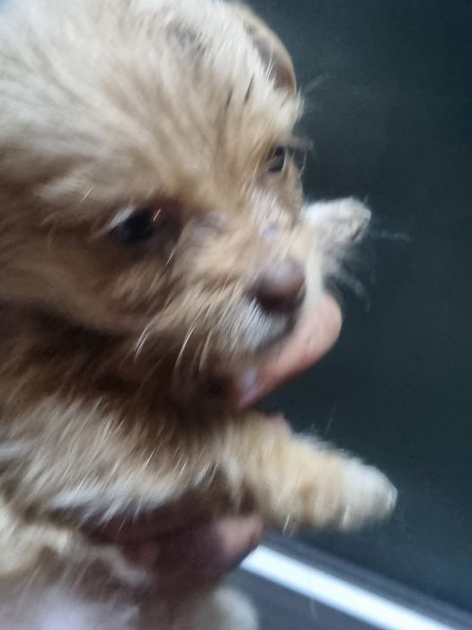 Pui Bichon metis cu Soricar