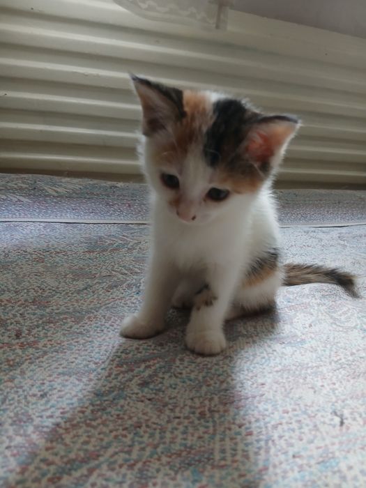 Отдам котят в хорошие руки