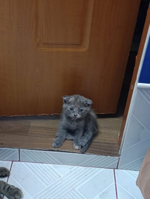 Отдам котят в добрые руки
