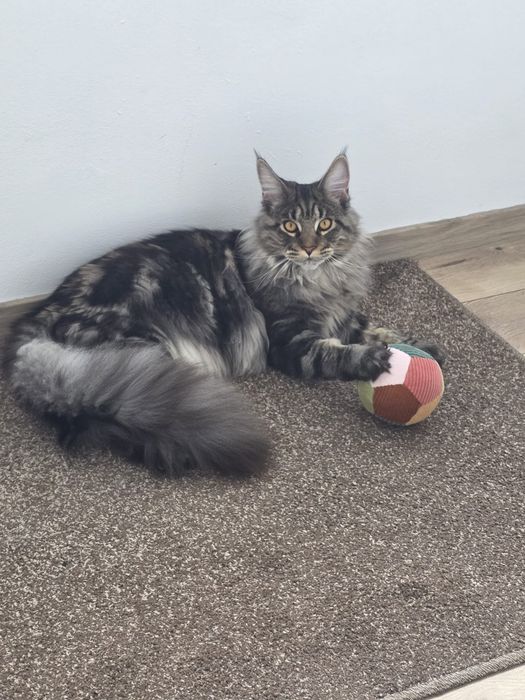 Maine Coon mascul, parinti cu pedigree