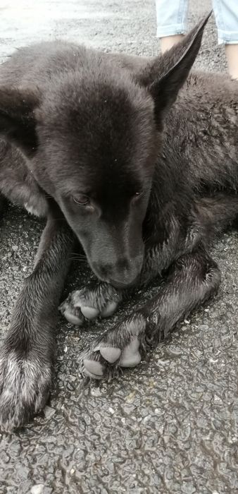 Срочно!!! Пристраиваем собачку!!!