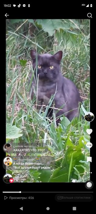 Пропал кот,помогите найти