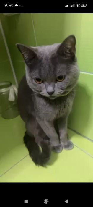 Продается кошки пародисты чисто кровные