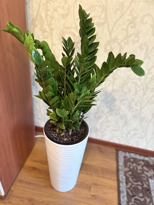 Компатные цветы, замиокулькус