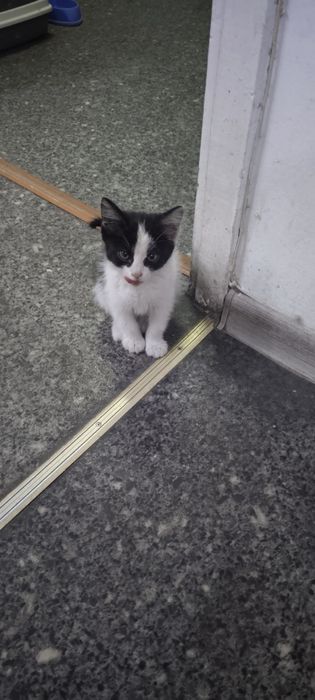Отдам маленького котёнка