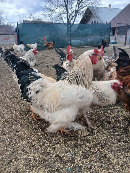 Vând cocoși de casă