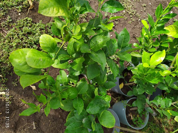 лимонови дръвчета