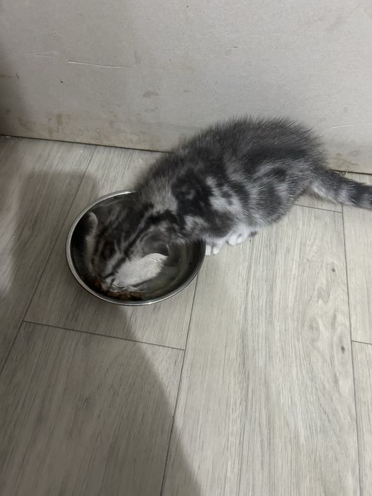 Продам вислоухую девочку
