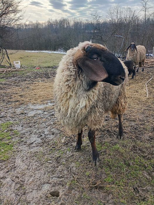 Vand Sau schimb cu roti Megan 3.