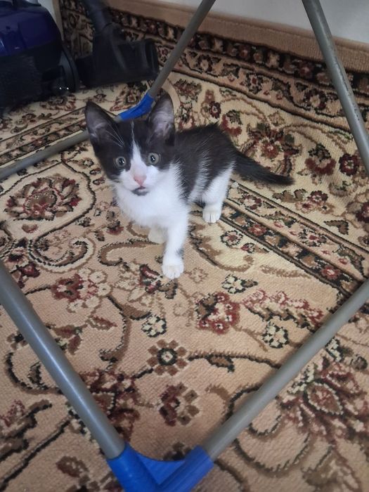 Отдам котёнка в добрые руки