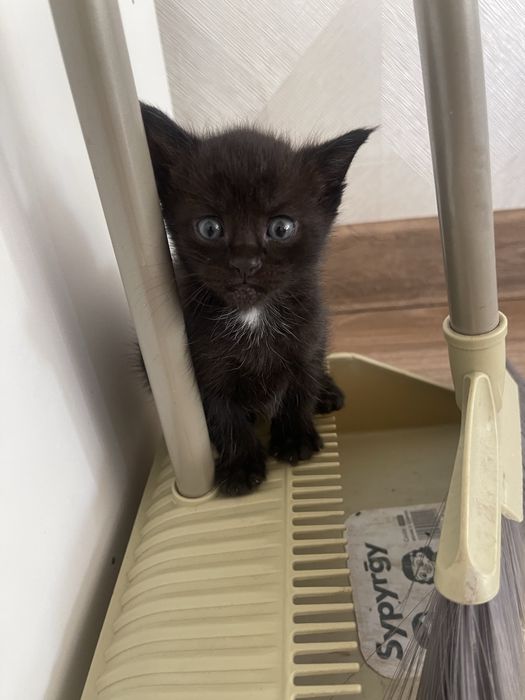Отдам котят бесплатно