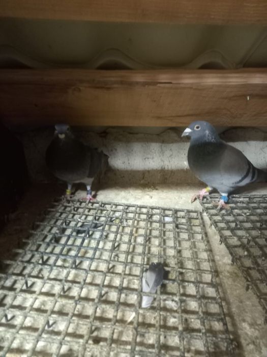 Porumbei origine Belgia si Olanda