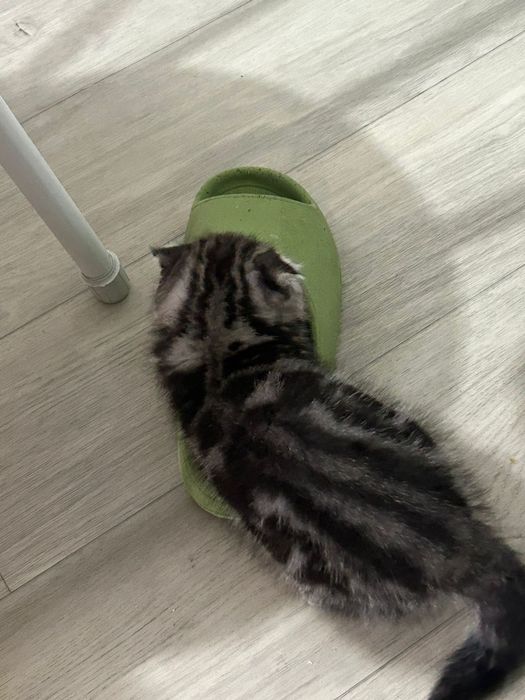 Мальчиков  вислоухие