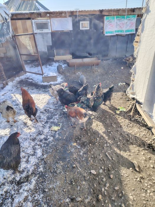 Продам петухов молодых