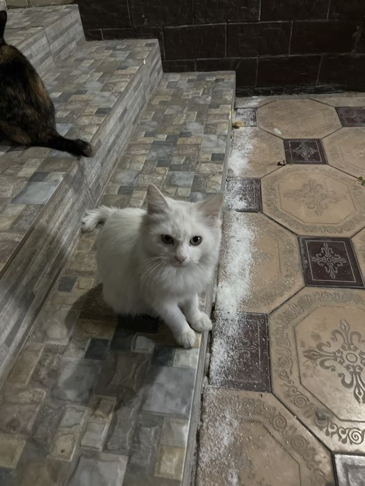 3 штуки котят девочки