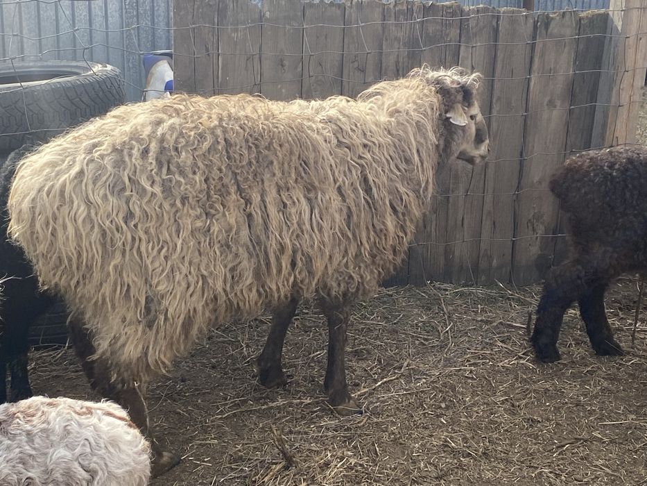 Продам баранов продам