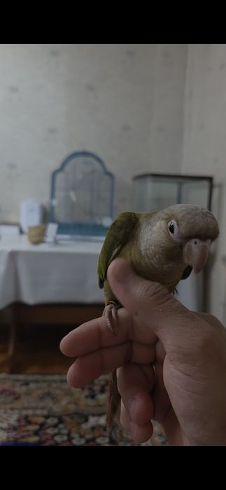 Продам ручных перура говорящий