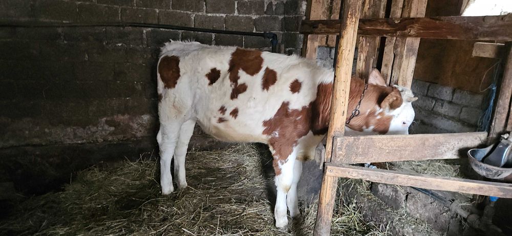 Vitea Simmental de vanzare