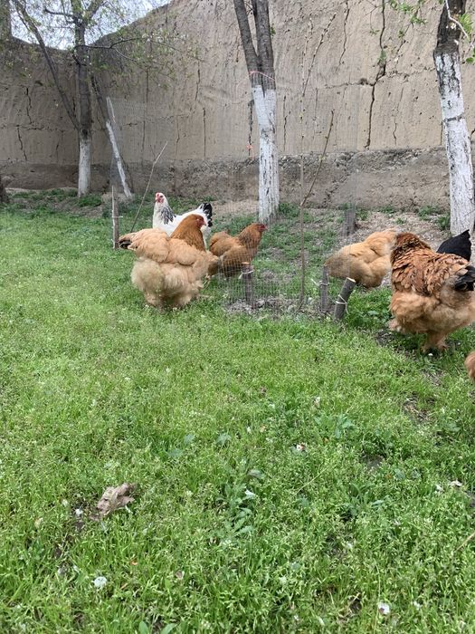 Тухум брама заказба(куринные и (гусиные) яйца породы брамма100%),tuxum