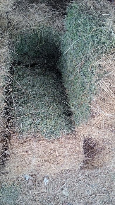 Жоңышқа. Шөп. 2орым