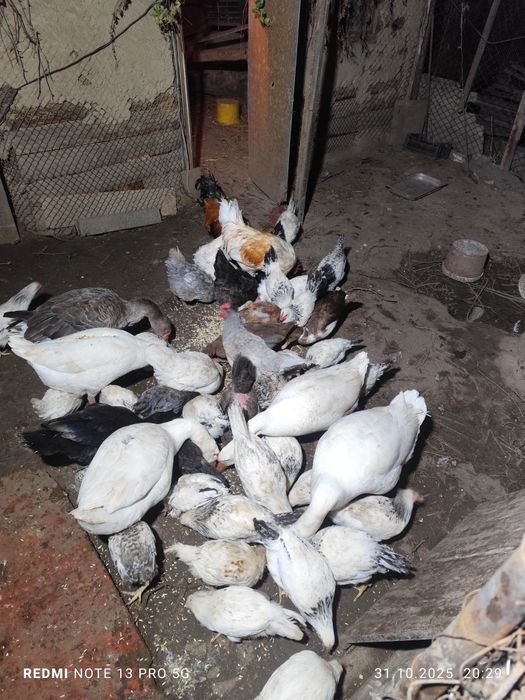 Продаю курей гусей,