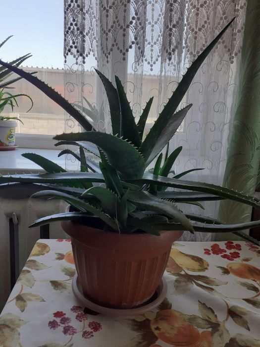 Комнатные растения