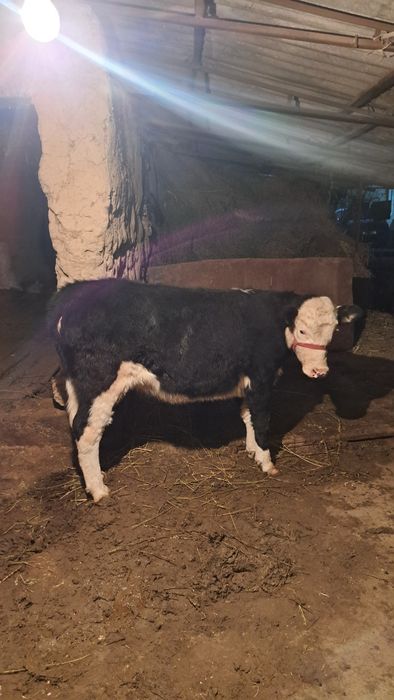 Гибрид порода гунажин