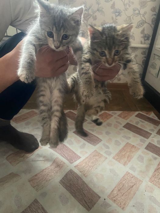 Кошка обычный Алматы обл Бесплатно