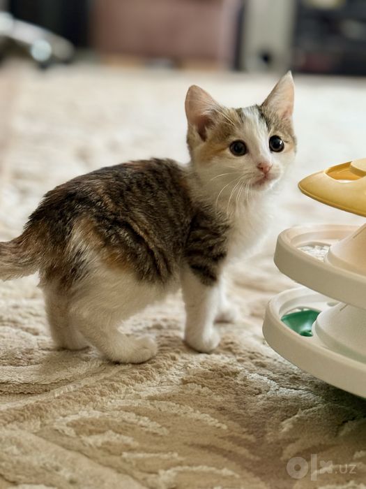 Котята ищут любящий дом