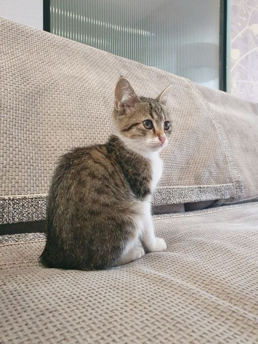 Котенок ищет дом