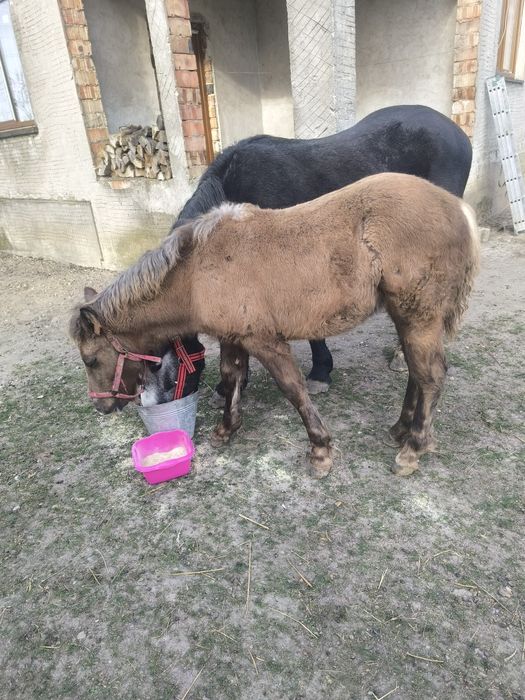 Mânz din rasa semigreu