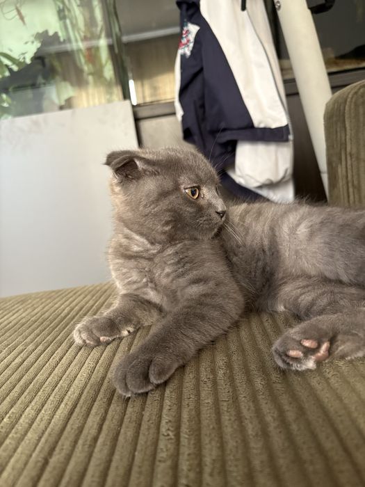 Pisica scottish fold