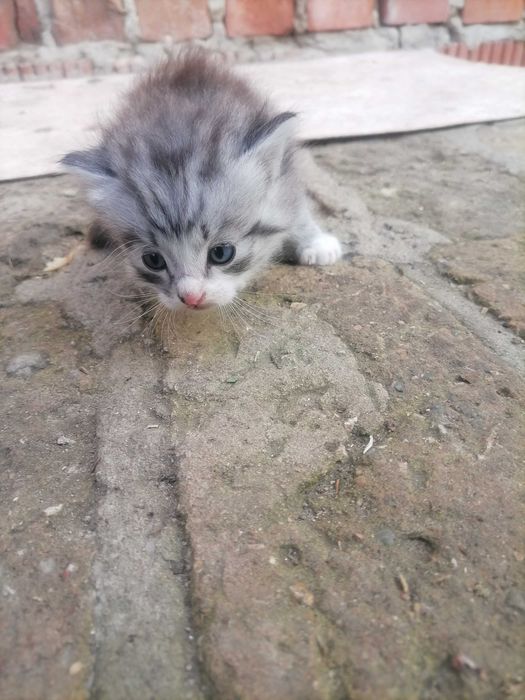 Одам в хорошие руки котет