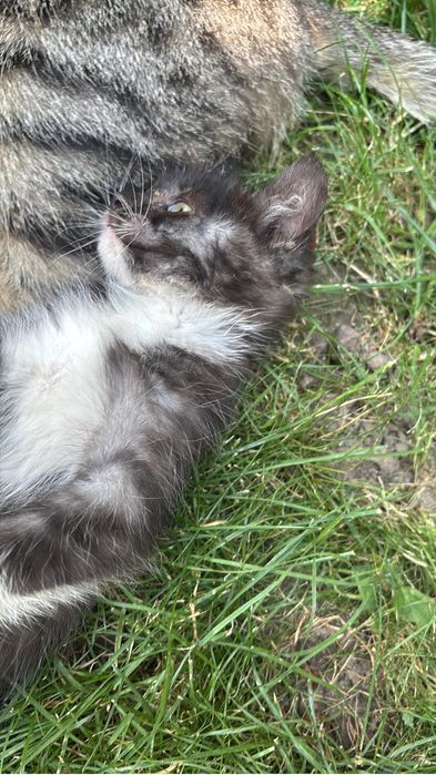 Два шикарных котенка в добрые руки