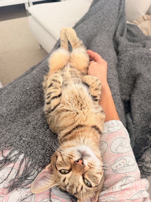 Motan 5 luni de adoptat