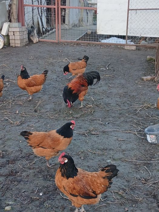Familie de găini vorverk