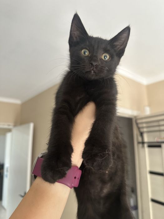 Котята котенок мальчик