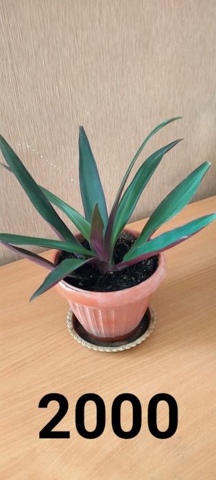 Продам Домашние цветы