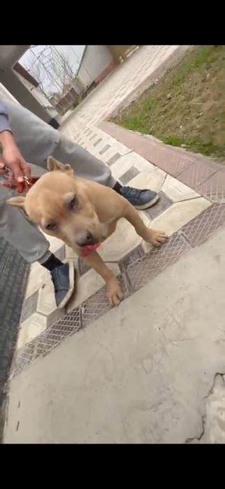 Осы питбуль сатылымда