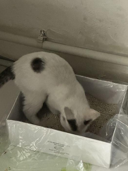 Отдам котенка (мальчик)